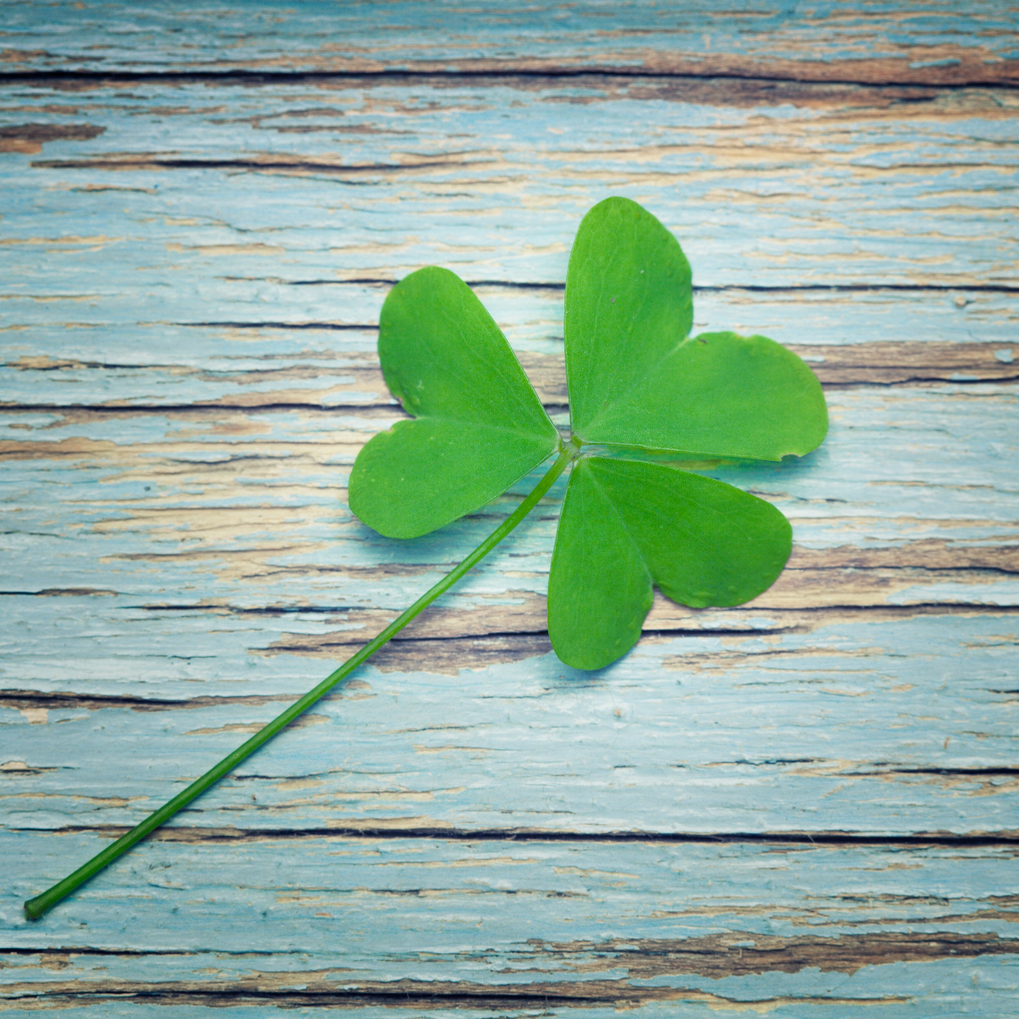 One lucky clover on a blue vintage wood background